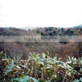 Hokkaido Iwamizawa Forestland thumbnail-1