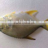 Golden Pompano thumbnail-1