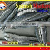 FROZEN SPANISH MACKEREL W/R thumbnail-1