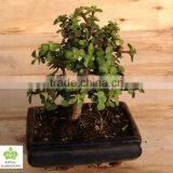 Portulacaria Afra Bonsai ( Jade Plant) thumbnail-1