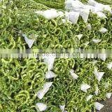 Spiral Lucky Bamboo High 40cm,45cm,50cm,60cm,70cm,80cm,90cm,1m thumbnail-2