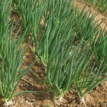 Hot Sell Hybrid Vegetable for Resistance Scallion Seeds Green Chinese Onion Chinese Shallot Seeds thumbnail-4