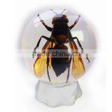 6.0 cm Real Resin Acrylic Marble Ball With Bugs thumbnail-3