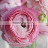 Diversified in Packaging Crazy Selling Decoration Wholesale Flower Ranunculus Asiaticus thumbnail-1