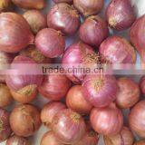 Pickle Onion thumbnail-2