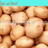 Fresh Holland Potatoes thumbnail-1