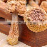 Matsutake Mushroom thumbnail-1