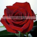 Best Sales and Beautifual Fresh Cut Flowers in thumbnail-1