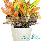 Plastic Pot for Flower Making thumbnail-2