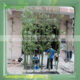 Artificial Bamboo Plant/Fake Lucky Bamboo for Decoration thumbnail-1