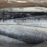 Fast Delivery Frozen Mahi Mahi With Whole Round thumbnail-3