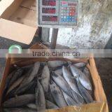 Frozen Sea Frozen Bonito With Cheap Price thumbnail-5