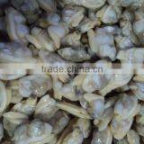 Frozen Clam Meat in Discount and Hot Sale thumbnail-1