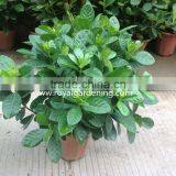 Gardenia Jasminoides Ornamental Plants thumbnail-2