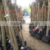 Lagerstroemia Indica Trunk Height 1.7-2.2m thumbnail-5