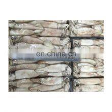 Squid for Bait Export Import China Origin