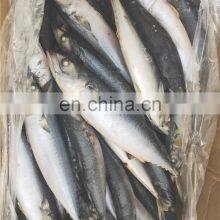 Frozen Mackerel Fish Frozen Pacific Mackerel Fish Price Whole Round thumbnail-5