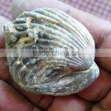 Ammonite Fossil thumbnail-5
