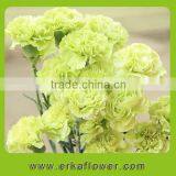 Reasonable Price Hot Sale Fresh Cut Orchids and Carnation thumbnail-3