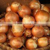Onion Exporters thumbnail-1