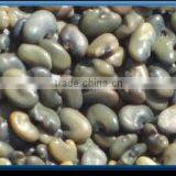 Sunhemp Seed thumbnail-1