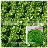strong growth anti leaf scorch-back lettuce seeds F1