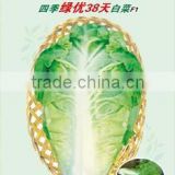 New bred chinese cabbage seeds for growing