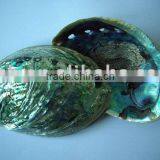 Good Quality Raw Material Abalone Paua Shell