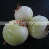 Hot Sale Onion Skin Peeling Machine in Promotion