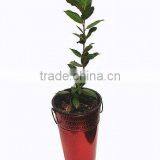 Holiday Container, Holiday Long Pail, Holiday French Bucket thumbnail-1