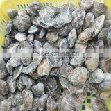 Frozen Boiled Baby Clam No Sand No Shell Pieces thumbnail-3
