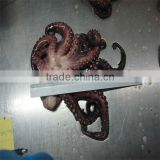 frozen octopus and squid