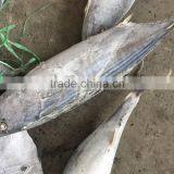 Seafrozen Sarda Sarda 1.5kg + thumbnail-3