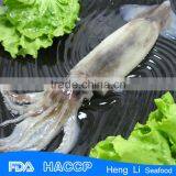 HL0088 Sea Frozen Illex Squid thumbnail-1