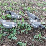 PIGEON DECOY BIRD PAINTED SHELL HIGH QUALITY thumbnail-3