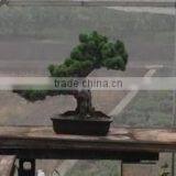 Professional and High-grade Bonsai Plants for Sale Tree at Custom Tailoring thumbnail-6