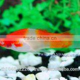 Santa Swordtail Fish Farm - Tropical Fish For Sale thumbnail-6