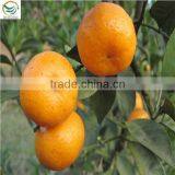 Orange Citrus Aurantium thumbnail-1