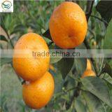 orange citrus aurantium