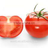 SXTS No.1405 High Round Pink Tomato Seed
