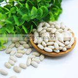 White Kidney Beans (Navy Type) thumbnail-5