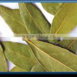 Senna Leaves thumbnail-1