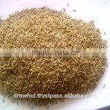Cumin Seed Indian Origin thumbnail-4