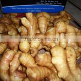 china new ginger for export