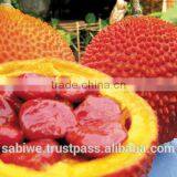 The Best Qualtity GAC FRUIT OIL (Momordica Cochinchinensis) thumbnail-5