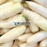 Commercial Turnip Fruit Vegetable Washing and Peeling Potato Ginger Washer and Peeler Machine thumbnail-2