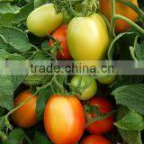 Marina F1 (Pelleted) Hybrid Tomato Seeds thumbnail-2