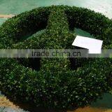 Preserved Boxwood Peace Wreath Topiary thumbnail-2