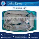 Fresh and Frozen Loligo Squid Whole Round for Wholesale Purchase thumbnail-1