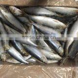 Sardine(Sardinella Longiceps) thumbnail-1